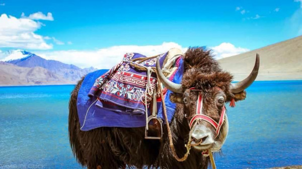Ladakh Deluxe Package