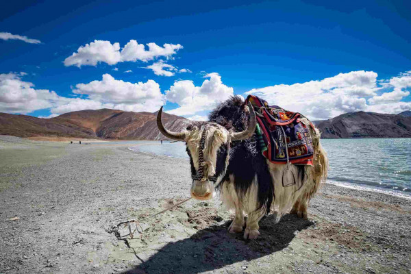 Ladakh Premium Package from Surat